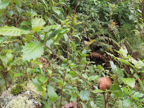 Quercus insignis - Mature acorn