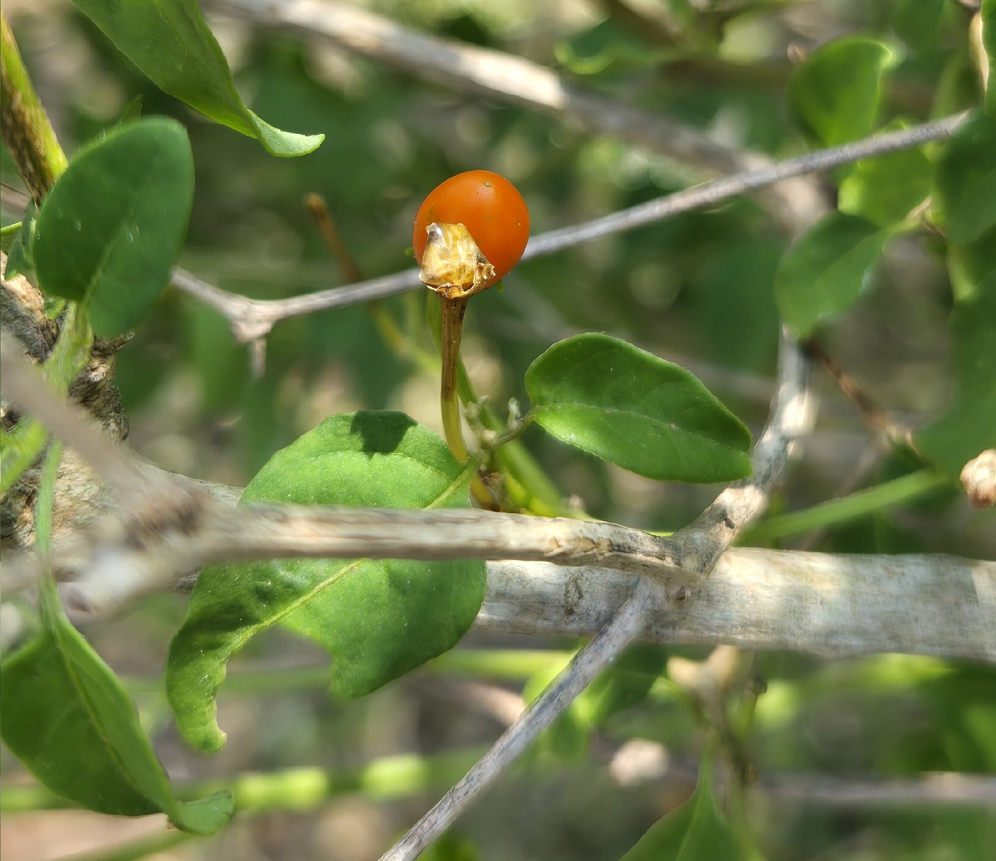 Chili Pepper (Capsicum annuum)