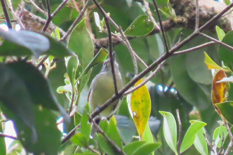 Rusty-winged Antwren (Herpsilochmus frater), photo 10