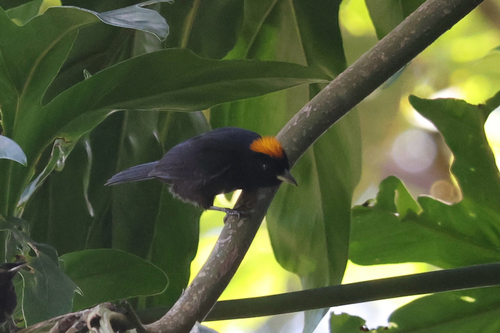 Tawny-crested Tanager (Tachyphonus delatrii), photo 9