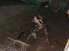 Tiger Quoll photo 4