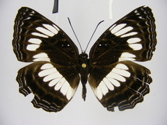 Neptis seeldrayersi