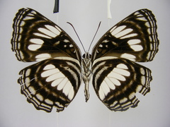 Neptis seeldrayersi