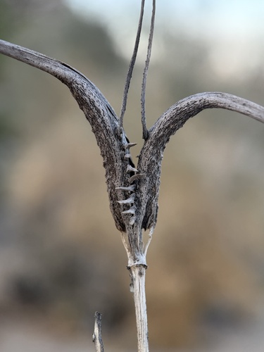 desert unicorn-plant (Proboscidea althaeifolia)