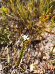 Euchaetis schlechteri