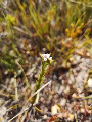 Euchaetis schlechteri