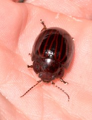 Paropsisterna octolineata