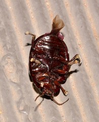 Paropsisterna octolineata