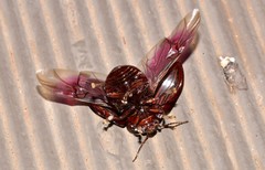 Paropsisterna octolineata