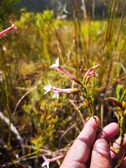 Erica jasminiflora
