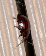 Paropsisterna octolineata