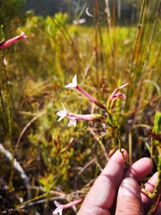 Erica jasminiflora