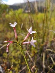 Erica jasminiflora
