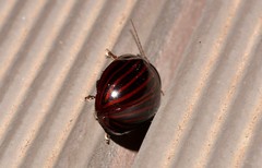 Paropsisterna octolineata