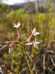 Erica jasminiflora