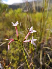 Erica jasminiflora