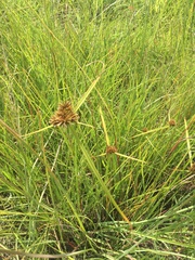 Cyperus congestus