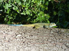 Acanthocercus atricollis