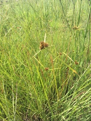 Cyperus congestus
