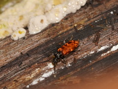 Lemodes atricollis