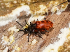 Lemodes atricollis