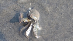 Macrophthalmus banzai