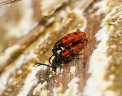 Lemodes atricollis
