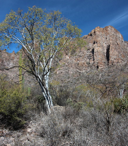 Palo Blanco