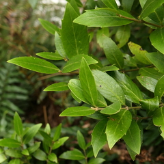 Atherospermataceae