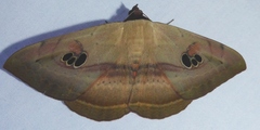 Hypopyra signata