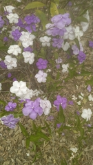 Brunfelsia uniflora
