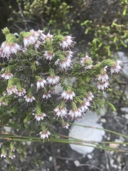 Erica nudiflora