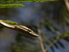 Oxybelis potosiensis