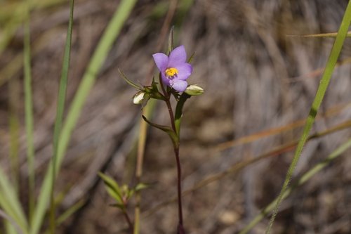 Exacum appendiculatum