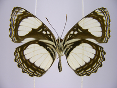 Neptis serena serena