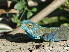 Acanthocercus atricollis