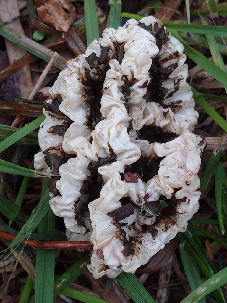 Ileodictyon cibarium · March 2026 · photo: © bythepark (iNaturalist, cc-by-nc)