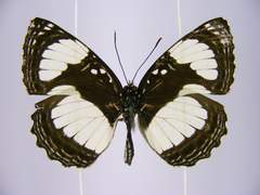 Neptis serena serena