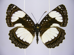 Neptis serena serena