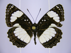 Neptis serena serena