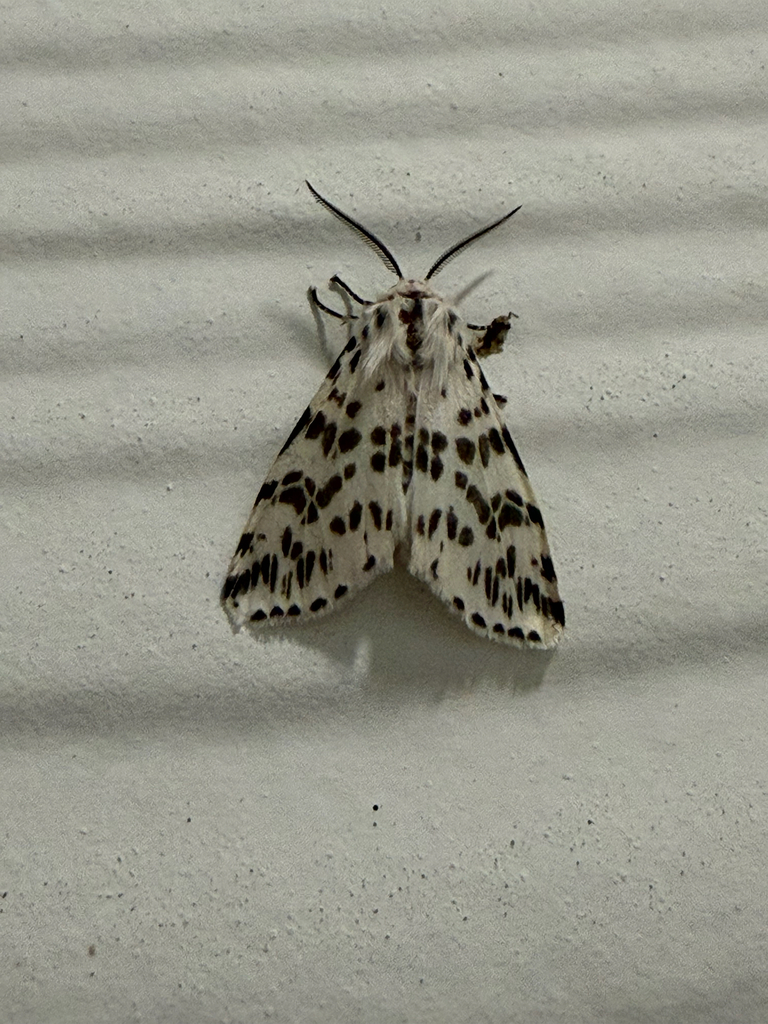 Fall Webworm Moth from National Guard Rd, Columbia, SC, US on March 10 ...