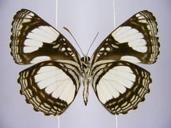 Neptis serena serena