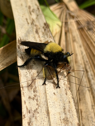 Unknown species found near Montgomery County, US-TX, US