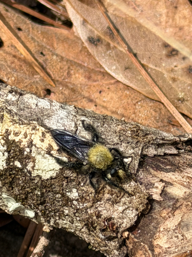 Unknown species found near Montgomery County, US-TX, US