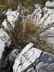 Pentameris macrocalycina