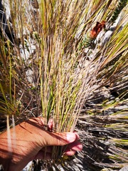 Pentameris macrocalycina