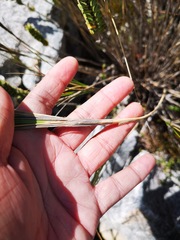 Pentameris macrocalycina