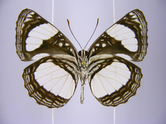 Neptis serena serena