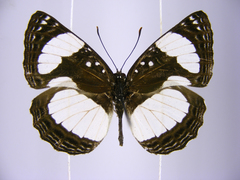 Neptis serena serena