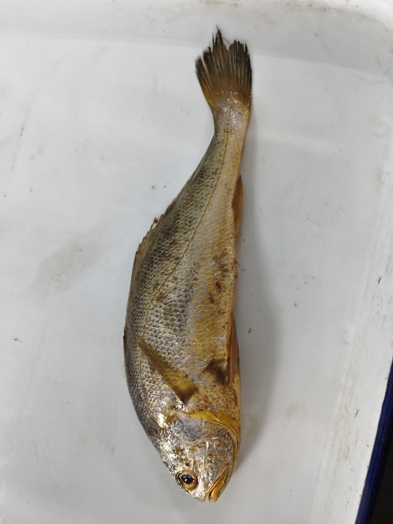 Croceine croaker (Larimichthys crocea) — Sciaenidae